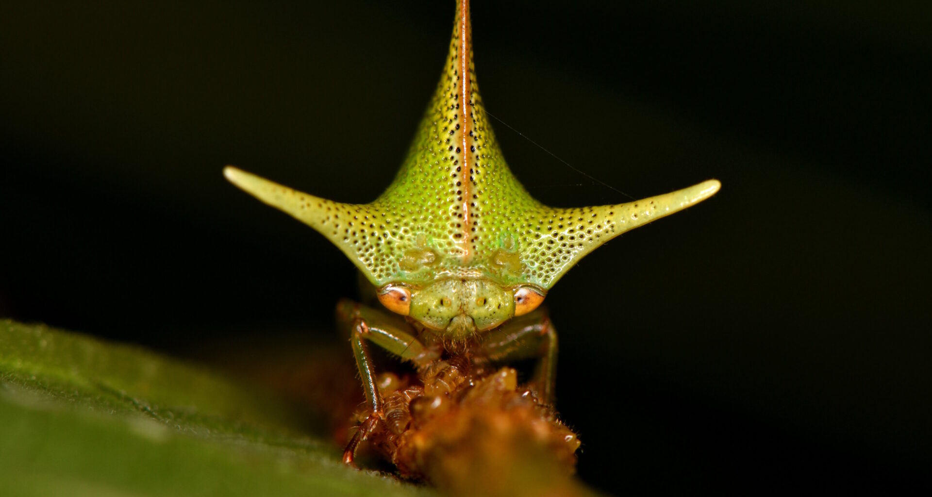 Static electricity sense could be factor in evolution of extreme body shapes of treehoppers