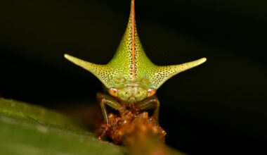 Static electricity sense could be factor in evolution of extreme body shapes of treehoppers