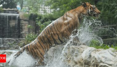 Tiger population tells success of India’s wildlife conservation story but challenges remain | India News