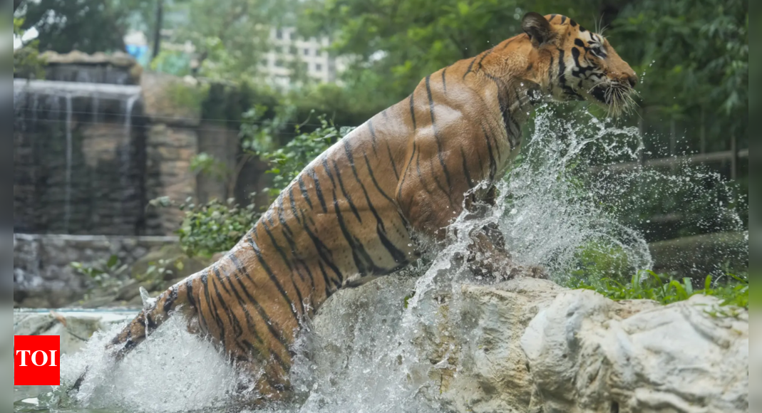 Tiger population tells success of India’s wildlife conservation story but challenges remain | India News