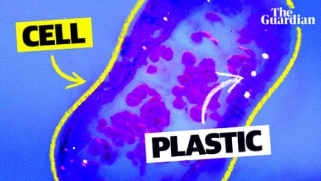 How plastics are invading our brain cells – video