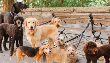 How NYC governs for the dogs