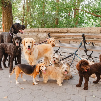 How NYC governs for the dogs