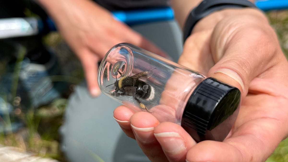 Keeping the Northwest’s buzz alive: saving the western bumblebee