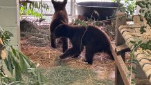 Two bear cubs at the Ramona Wildlife Center.