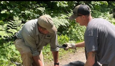 Bear with head stuck in jar for over a week in Northern Wisconsin is now free