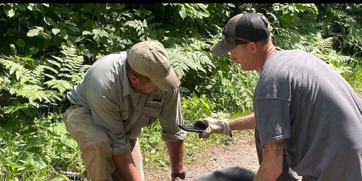 Bear with head stuck in jar for over a week in Northern Wisconsin is now free