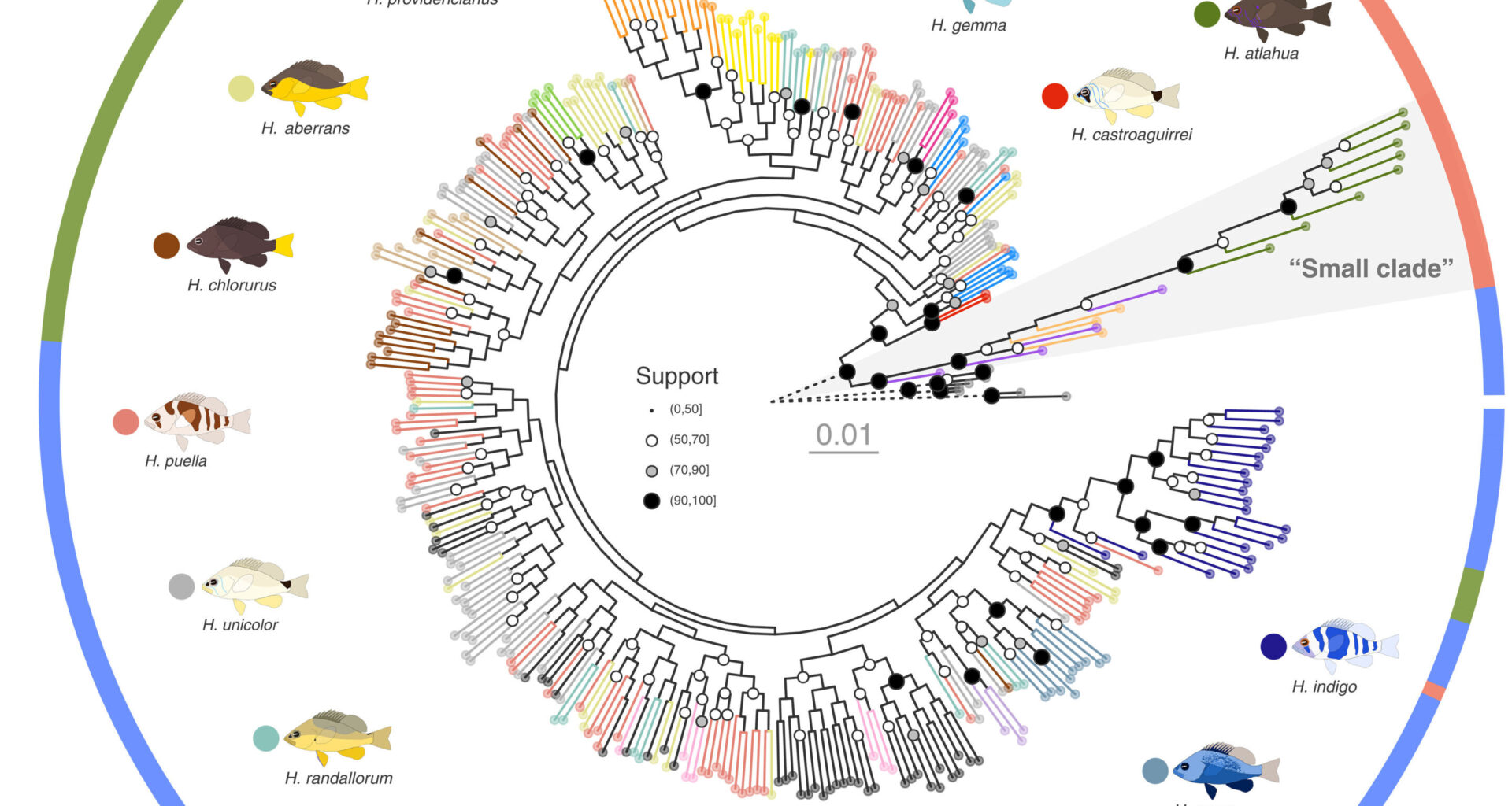 Genetic study of Caribbean hamlets questions traditional definitions of species