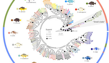 Genetic study of Caribbean hamlets questions traditional definitions of species