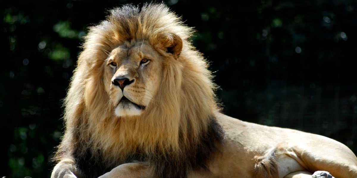 Zoo asks people to donate their small pets as food for captive predators