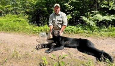 Oh, bother! Bear in northern Wisconsin gets head stuck in jar, freed