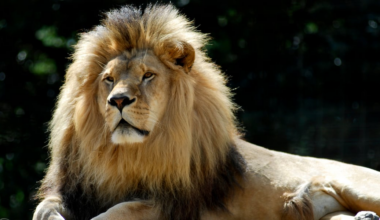 Zoo asks people to donate their small pets as food for captive predators