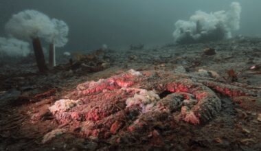 Scientists say they’ve solved the mystery of what turned billions of Pacific sea stars into goo