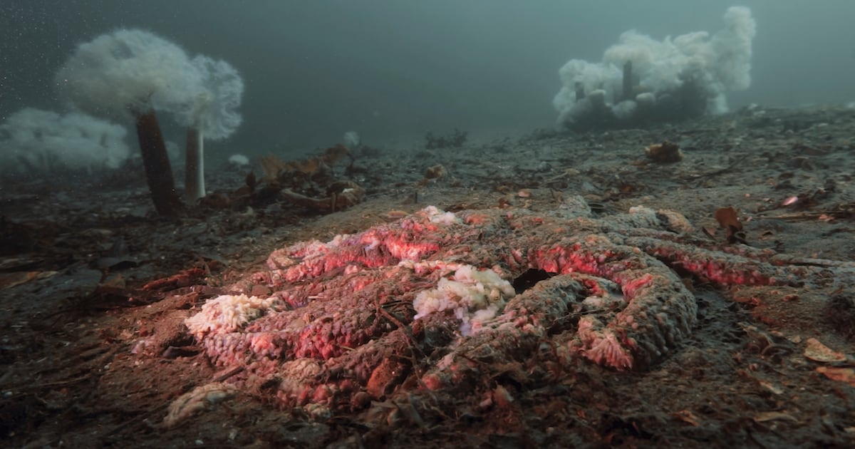 Scientists say they’ve solved the mystery of what turned billions of Pacific sea stars into goo