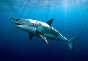 There’s something fishy going on with great white sharks that scientists can’t explain