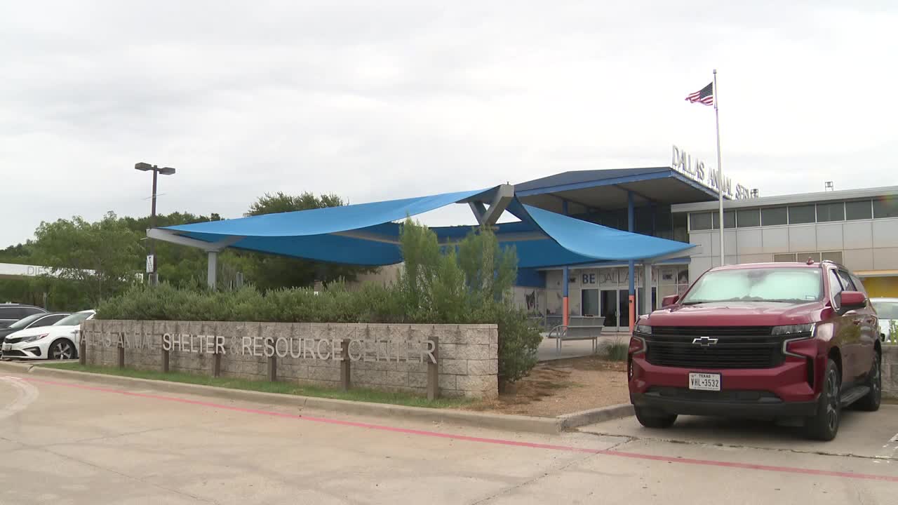 Dallas Animal Services limits dog intake amid distemper outbreak