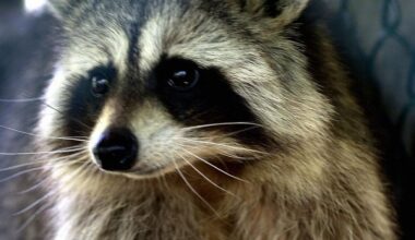 Seventh rabid raccoon found in Suffolk