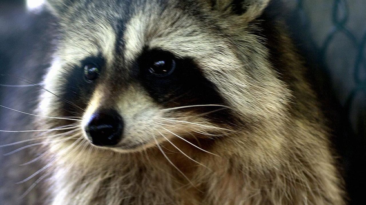 Seventh rabid raccoon found in Suffolk