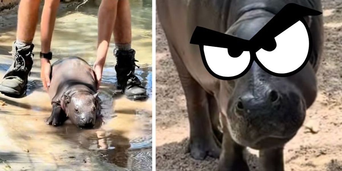 Zookeepers fail to get stubborn baby hippo out of the water. Then mama brings 'the stare.'