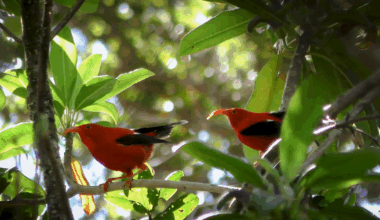 How AI is helping advance the science of bioacoustics to save endangered species