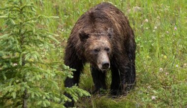 Close bear encounters lead to warnings, closures in popular parts of Kananaskis