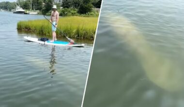 Mashpee Manatee in Cape Cod water — why is it here? – NBC Boston