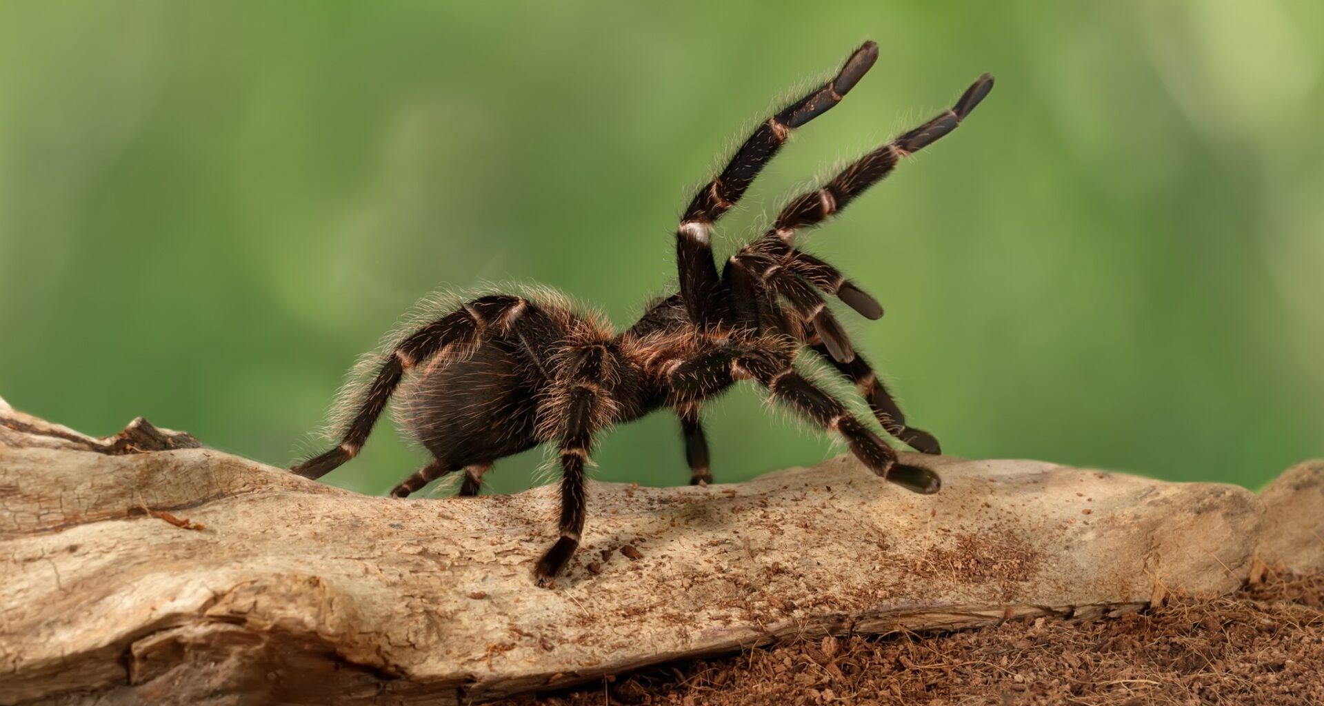 Tarantulas are here In Los Angeles right now during mating season