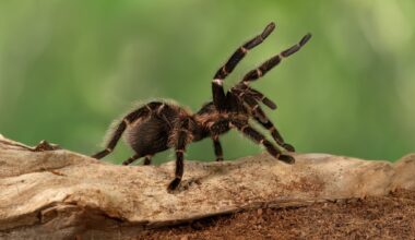 Tarantulas are here In Los Angeles right now during mating season