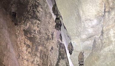 How many endangered Indiana bats live in Central NY? – This is CNY