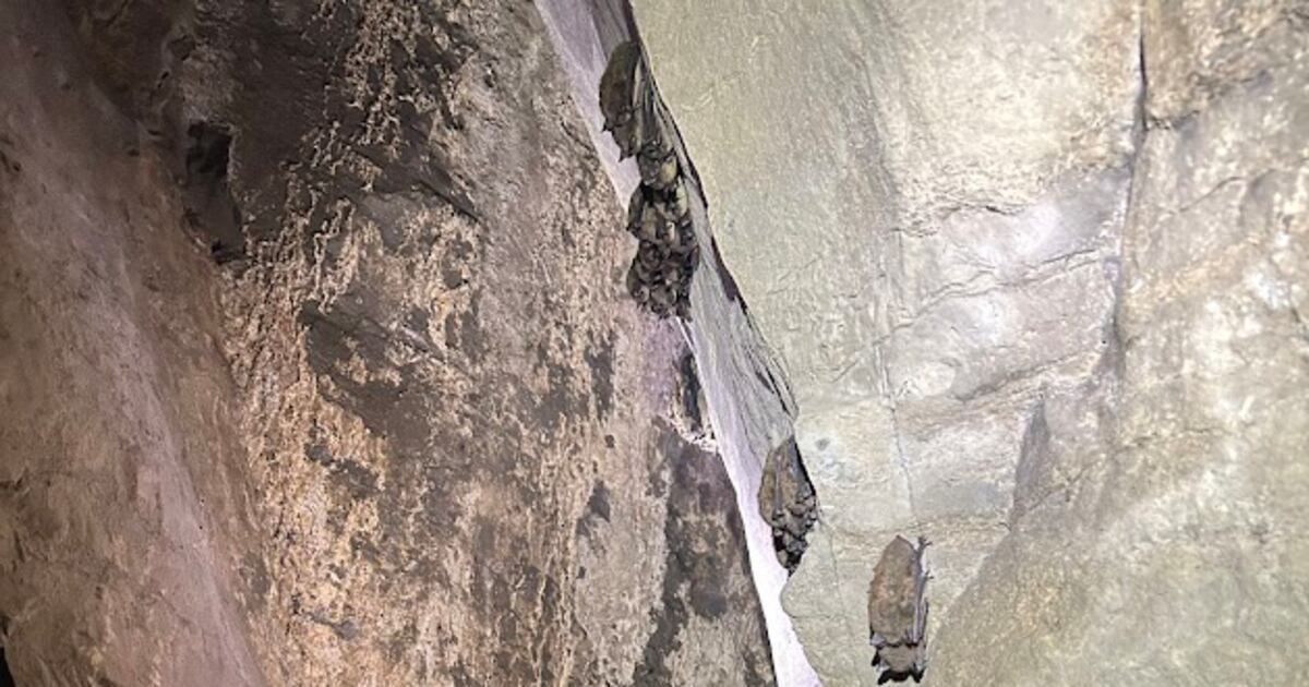 How many endangered Indiana bats live in Central NY? – This is CNY