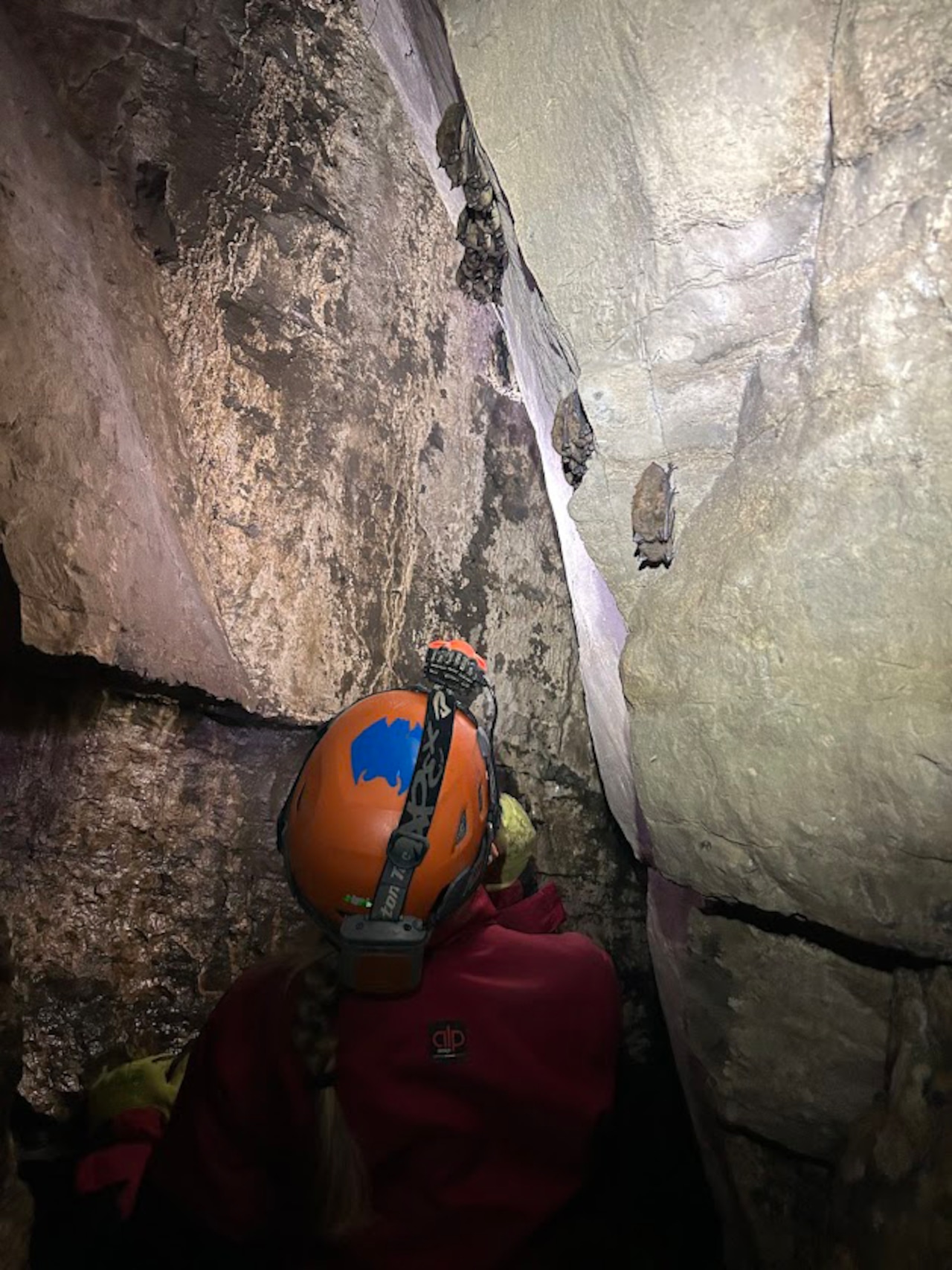 2025 DEC field survey of hibernating bats in CNY