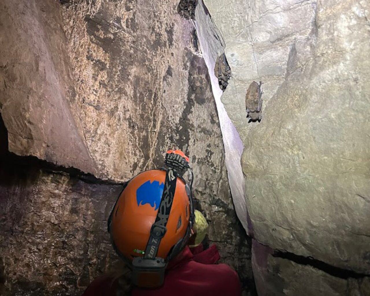 How many endangered Indiana bats live in Central NY?