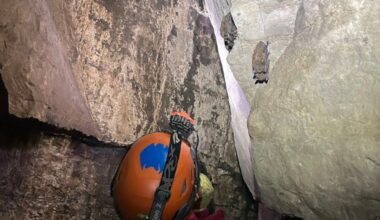 How many endangered Indiana bats live in Central NY?