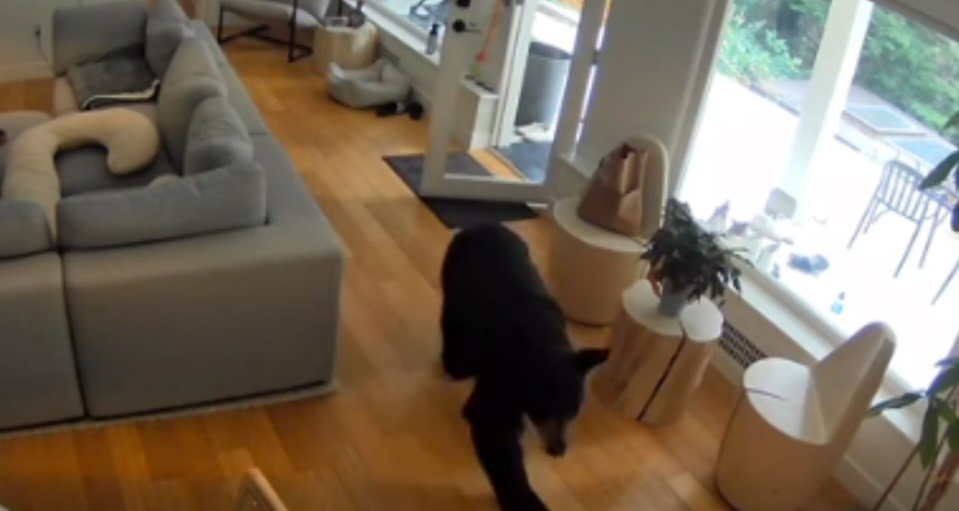 Bear enters home in Vancouver
