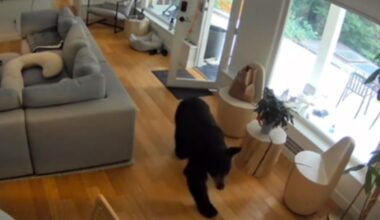 Bear enters home in Vancouver