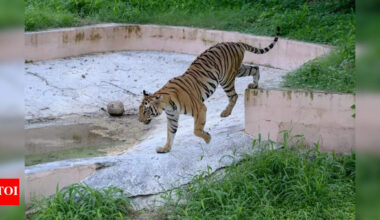 Tail Of Hope: 6 Cubs And A Conservation Win | Delhi News