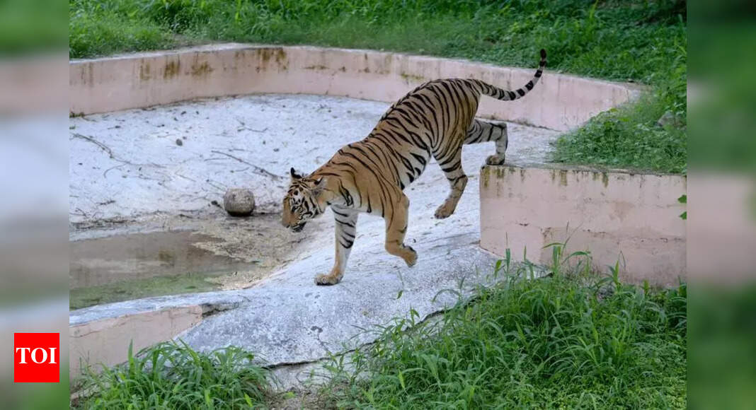 Tail Of Hope: 6 Cubs And A Conservation Win | Delhi News