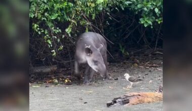 Tour Guide Witnesses Touching Moment Between A Tapir And His Unlikely Friend