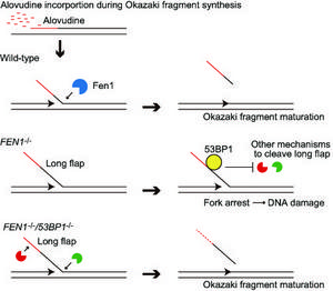 Scientists uncover new way in which cells tolerate anticancer drugs