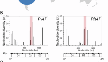 Worldwide genetic diversity of Plasmodium vivax Pv47 is consistent with natural selection by anopheline mosquitoes