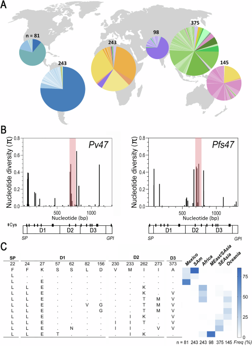 Worldwide genetic diversity of Plasmodium vivax Pv47 is consistent with natural selection by anopheline mosquitoes