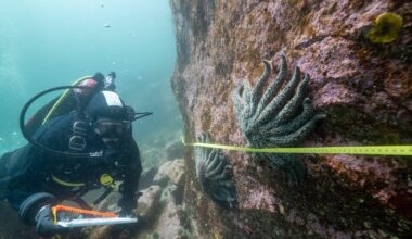 Billions of Sea Stars Mysteriously Turned to Goo. Now We Know Why.