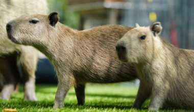 Capybaras spotted in Florida? Can you keep them as pets?