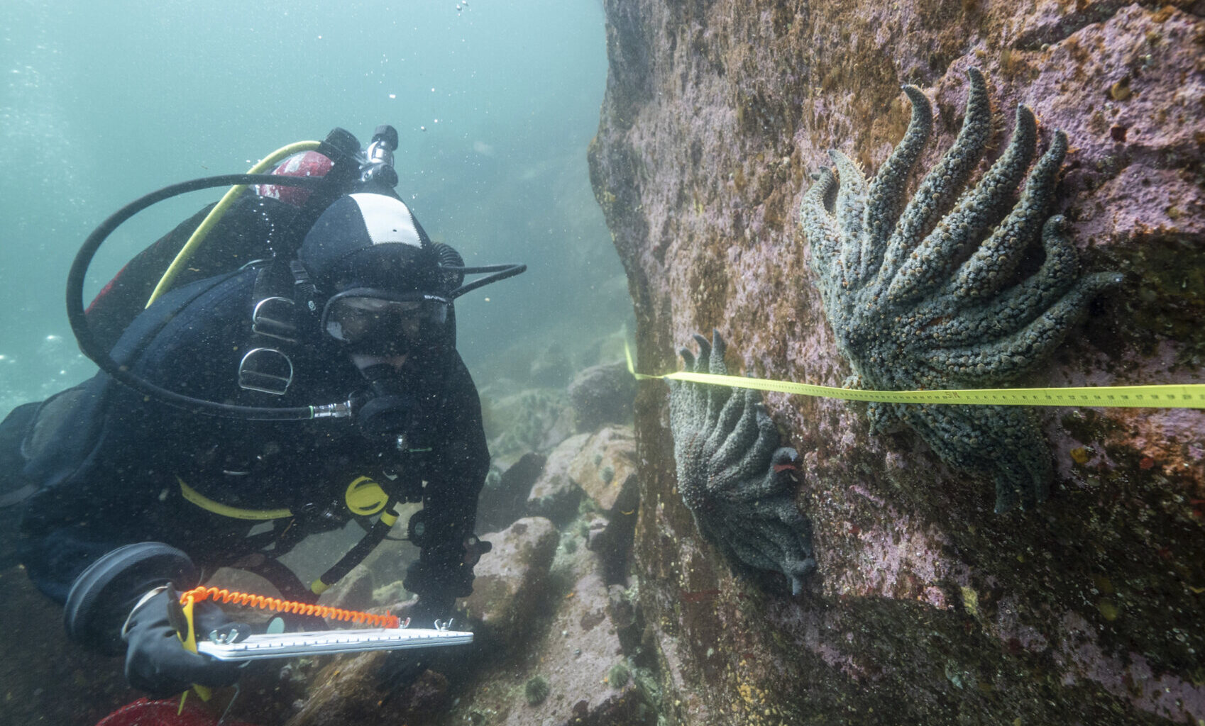 Scientists say they have solved the mystery of what killed more than 5 billion sea stars