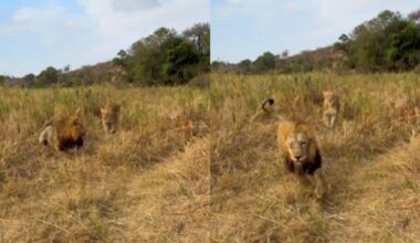 Lion makes hilarious escape as lioness arrives with cubs for babysitting. Video | Trending