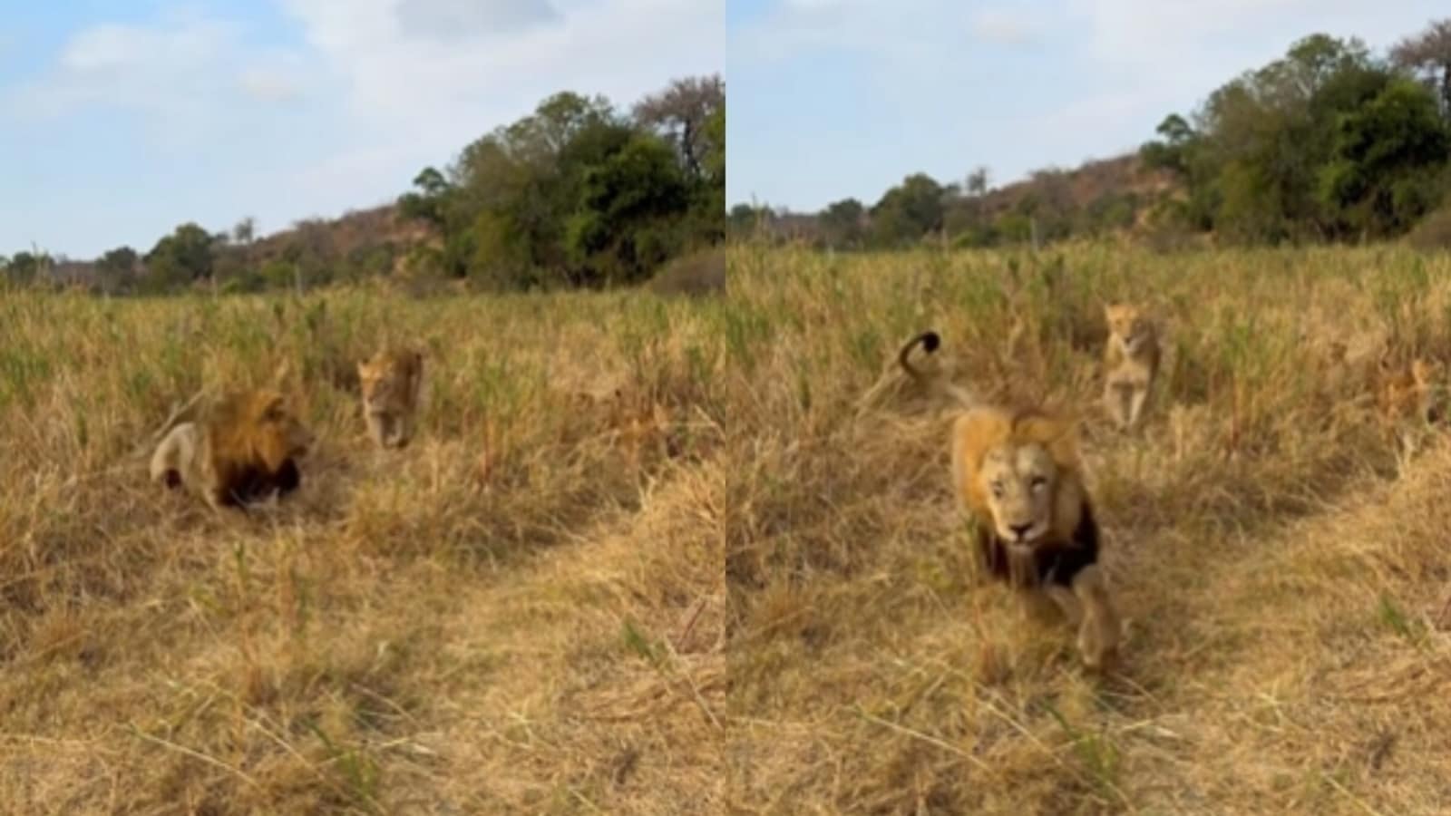 Lion makes hilarious escape as lioness arrives with cubs for babysitting. Video | Trending