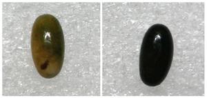 Refined genome editing in Aphids reveals key gene for overwintering egg adaptation