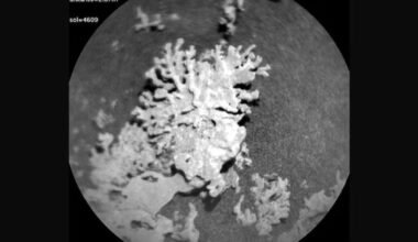 NASA Curiosity rover discovers coral-like flower-shaped rocks on Mars