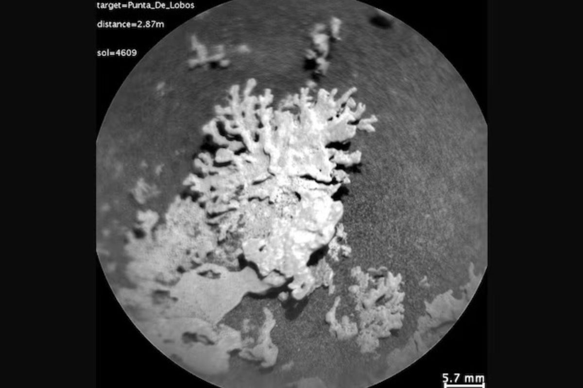 NASA Curiosity rover discovers coral-like flower-shaped rocks on Mars