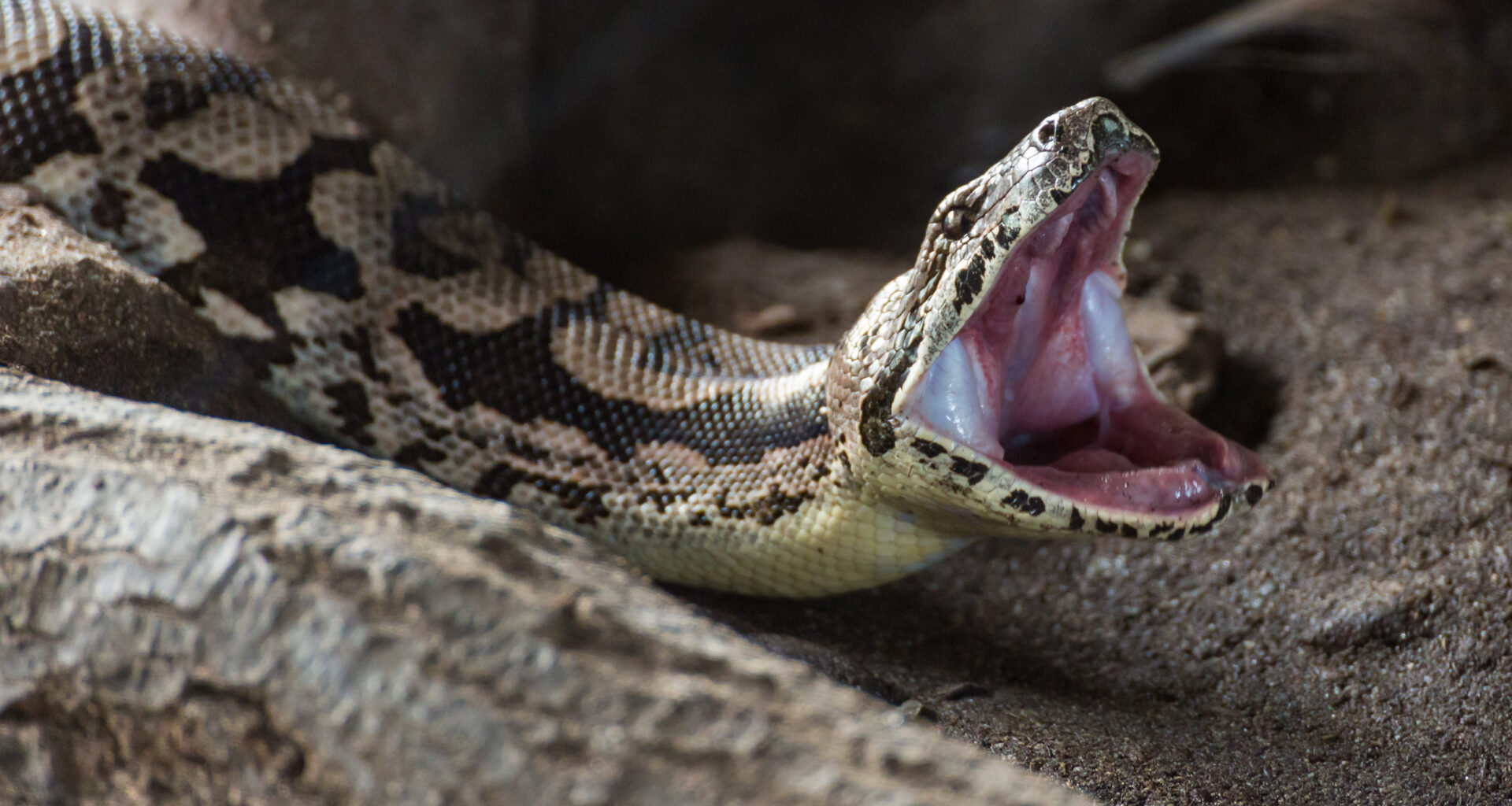 Snake stock image